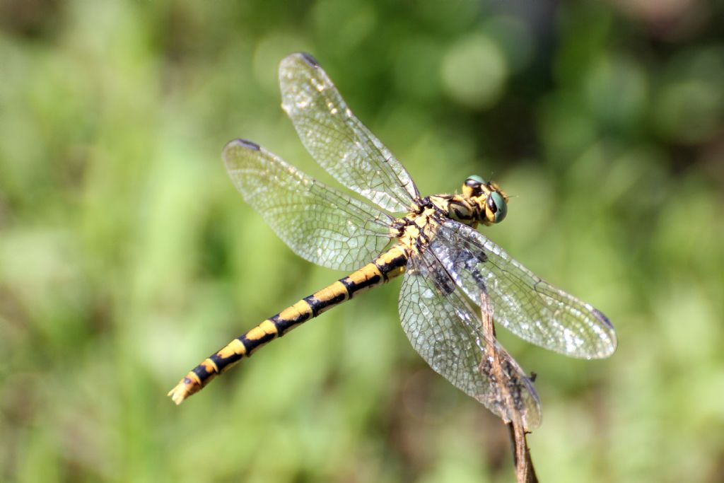 femmina di Onychogomphus forcipatus